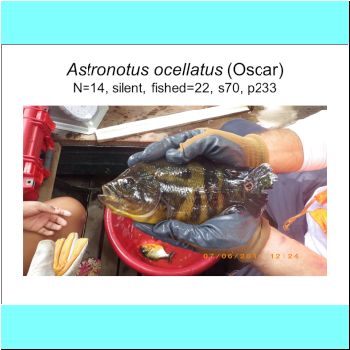 Astronotus ocellatus.png